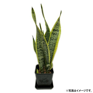 観葉植物 4号 サンセベリア」の人気商品一覧・価格比較 - 価格.com