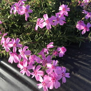 i ō iVoUNj I[^[Y 9cm|bg OhJo[  G΍ c A OdY ֌ˉ| kCւ̔zs