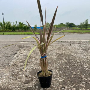 ���i�� ������j���[�T�C���� �s���N�X�g���C�v 15�`18cm�|�b�g 3�|�b�g ����60cm�O�� ���r���[�������ē��T���� ��������(�֓��E���C�E�֐��E�k���E�M�z�Ɍ���) �O�����h�J�o�[ ���� �G����