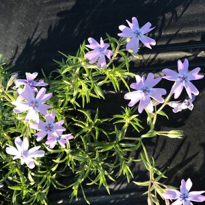 i ō iVoUNj I[Lgu[AC 9cm|bg OhJo[  G΍ c A OdY ֌ˉ| kCւ̔zs