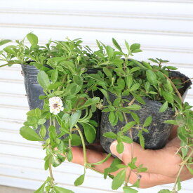 高品質 リピア（ヒメイワダレソウ） 9cmポット グランドカバー 下草 雑草対策 苗 植物 三重県産 関戸園芸 代引き不可