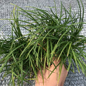 i ̂ЂiEmqQj 9cm|bg r[ēT OhJo[  G΍ c A ֌ˉ|