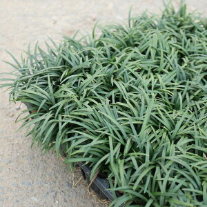 ʗ(^}E) }bg^Cv ƍ͔| Yn 30cm×60cm OhJo[  G΍ c A OdY At}jAt ֌ˉ|