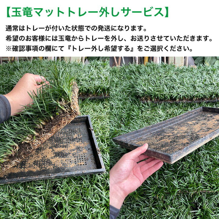 楽天市場】玉竜(タマリュウ) マットタイプ 自家栽培 産地直送 30cm 