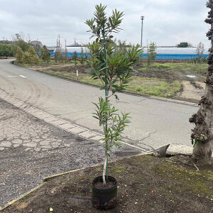 i qYn |bg^Cv 21cm|bgO 1|bg 150cmO (֓ECE֐EkEMzɌ) r[ēT!  c A ֌ˉ|