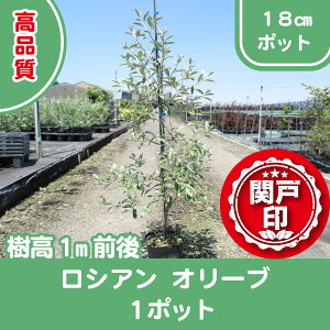 i VAI[u 18cm|bg 1|bg 1mO r[ēT c  A ֌ˉ| V{c[