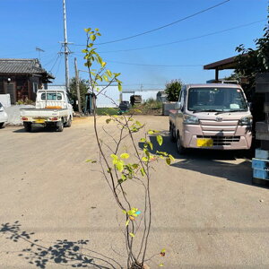 i W[x[ or|bg 1|bg 150cmO (֓ECE֐EkEMzɌ) r[ēT c  A ֌ˉ|