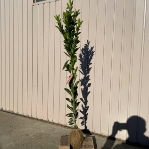 i |J or|bg 1|bg 90cmO (֓ECE֐EkEMzɌ) r[ēT k c  A ֌ˉ|