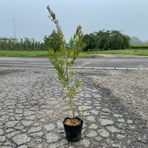 ���i�� �J���X�e���� �p�[�v���X�v�����_�[ �|�b�g�^�C�v 15cm�O��|�b�g 5�|�b�g�Z�b�g ����30cm�O�� ��������(�֓��E���C�E�֐��E�k���E�M�z�Ɍ���) ���r���[�������ē��T���� �c�� ��� ��