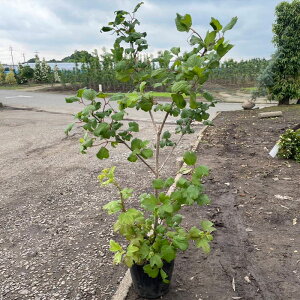 ���i�� �r�o�[�i�� �X�m�[�{�[�� �|�b�g�^�C�v 15cm�|�b�g 5�|�b�g ����60cm�O�� ��������(�֓��E���C�E�֐��E�k���E�M�z�Ɍ���) ���r���[�������ē��T���� ��� �A�� ��� �A�� �֌ˉ��|