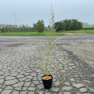 i ygXy} Vo[E[[eB[c[ |bg^Cv 15cm|bg 5|bgZbg 30cmO (֓ECE֐EkEMzɌ) r[ēT c