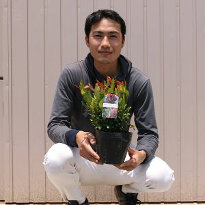 i Re[ gt[ |bg^Cv 15cm|bg 1|bg r[ēT c   A ֌ˉ|