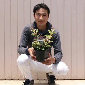 i Re[ }LA[W |bg^Cv 15cm|bg 1|bg r[ēT c   A ֌ˉ|