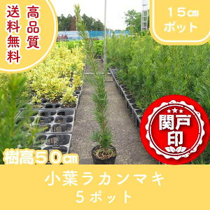 i t J}L |bg^Cv 15cm|bg 5|bgZbg 50cmO (֓ECE֐EkEMzɌ) r[ēT c   A ֌ˉ| _ 