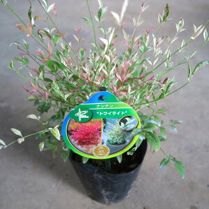 i ie gCCg |bg^Cv 15cm|bg1|bg r[ēT c   A ֌ˉ| J[[t N 悯 悯