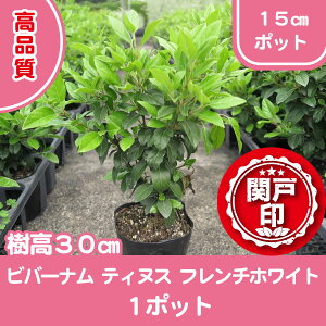 ���i�� �r�o�[�i�� �e�B�k�X �t�����`�z���C�g �|�b�g�^�C�v 15cm�|�b�g 1�|�b�g ���r���[�������ē��T���� �c�� ��� ��� �A�� �֌ˉ��|