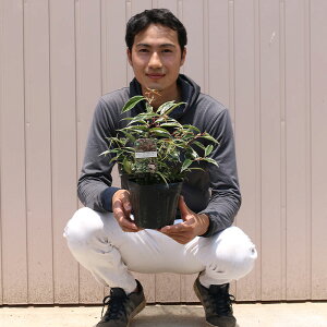 i Re[ zCgEH[^[ |bg^Cv 15cm|bg 1|bg r[ēT c   A ֌ˉ|