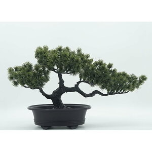 SELECOCO tFCNO[ tFCN~ lHϗtA ~    fR[V 