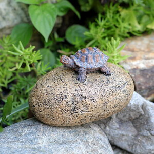 SELECOCO Z[teB[{bNX L[nC_[ tFCNbN B O[ XyAL[[ MdiRei (B/with turtle)