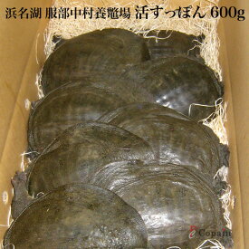 生きたままお届け！［浜名湖産］老舗服部中村養鼈場の活すっぽん一匹 600g