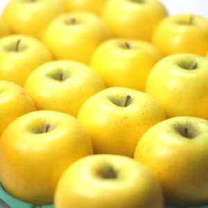 12/1甭Jn\@茧Y@󂠂񂲁@VimS[h@5kgi16`23ʁjƒp@@Ynyz