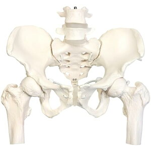 KIYOMARU OCbƓڍtՖ͌^ l̖͌^ ͌^ wÖ@mďC iW{ LkR[h 