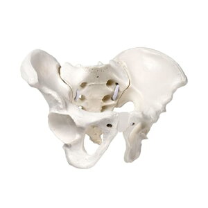 KIYOMARU ~jTCỸOCbƓ鍜Ֆ͌^ l̖͌^ ͌^  咰֐ LkR[h 