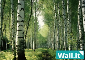 【Wall.it A4 フィギュアディスプレイケース専用背面デザインシート 横向】 白樺 林道 ハイキング 小道 山道 森林 木漏れ日 昼間 風景 背景 推し活 収納