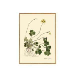 A[g|X^[ t[t 30×40cm Oxalis compressa (DYBDAHL fu_[) yz