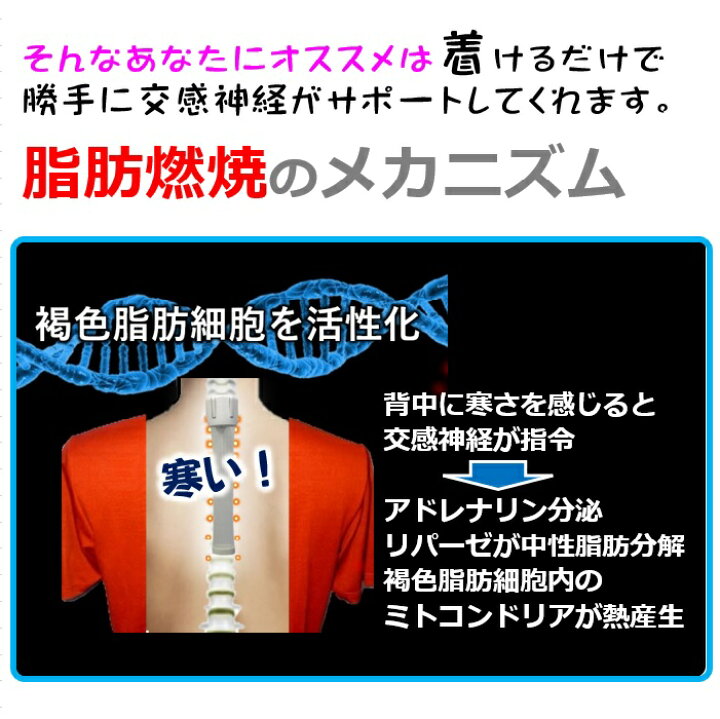 楽天市場】コレ背中に着けると 褐色脂肪細胞 交換神経 痩せる仕組み
