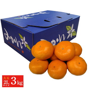 F{Y ݂ 3kgi2LTCY) 蕨   ƒp ݂ v[g n F{݂ B݂ LTCY