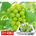 シャインマスカット約1.8~2kg(3〜4房入り) 送料無料 贈り物 ギフト 夏ギフト ご家庭用 ご贈答用 お中元 プレゼント 種なし ぶどう マスカット 誕生日 記念日 敬老の日 甘い