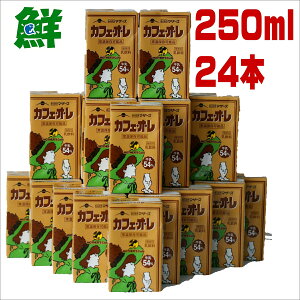 炭̂@JtFI 250ml×24{ 炭̂}U[Y F{y@LL JtF@I@LLJtFI@z