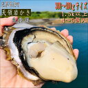 天領岩かき 生食用 熊本天草産【産地直送】【4~5個入り-1.5k以上】お祝い 【今が旬】お歳暮　期間限定　お取り寄せ お取り寄せグルメ 焼き牡蠣 かき カキ 生カキ カキ小屋 家庭用 ご家庭用 刺身用 海鮮 海鮮料理 海鮮丼 寿司 スガキ 酢かき 極上かき
