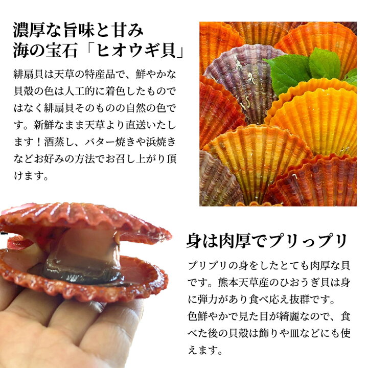 市場 ふるさと納税 ヒオウギガイ 贈答 15個 緋扇貝 お歳暮 市場 ふるさと納税 ヒオウギガイ 贈答 15個 緋扇貝 お歳暮
