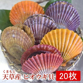 ひおうぎ貝　熊本天草産　【20枚入り】お祝い お歳暮　期間限定　【産地直送】カラーシェル カラフル ホタテを超える旨さ 天草直送 お取り寄せ お取り寄せグルメ ご贈答 贈答用 お祝い 入学祝い 還暦祝い 母の日 父の日 檜扇貝 ヒオウギ貝 バーベキュー 海鮮 海鮮魚介類