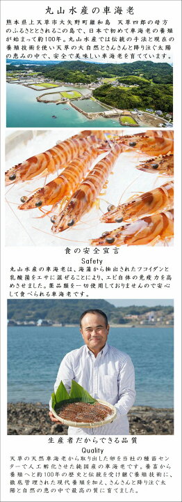 楽天市場 車海老 活物 500g 16から尾入り 熊本天草産 お刺身用 養殖 産地直送 丸山水産 送料無料 お歳暮 贈答品 ギフト お取り寄せ お取り寄せグルメ 寿司 お寿司 生食用 刺身用車エビ 天草直送 鮮度抜群 新鮮 海鮮 海鮮ギフト 車エビ クルマエビ