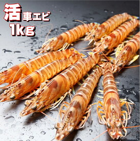 車海老 【活物】 【1kg】【31～40尾前後】熊本天草産 お刺身用 養殖【産地直送】 丸山水産 【送料無料】 お歳暮 贈答品 ギフト お取り寄せ お取り寄せグルメ 寿司 お寿司 生食用 刺身用車エビ 天草直送 鮮度抜群 新鮮 海鮮 海鮮ギフト 車エビ クルマエビ くるまえび