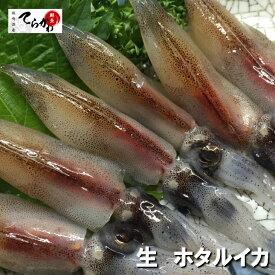 ★送料無料★A級 3kg お刺身用 生ホタルイカ 【アニサキス処理済】ほたるいか ホタルイカ生 ホタルイカ刺身 ルアー ホタルイカ沖漬け ほたるいか生 ほたるいか刺身 ほたるいかルアー ほたるいか沖漬け ホタルイカ素干し ホタルイカ