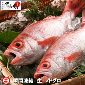 魚屋も驚く!脂がのったビックな 国産 生ノドグロ 1kg（大 2匹入り）ウロコ内臓除去済【送料無料 兵庫県産】山陰海岸国立公園が育んだ日本海ノドグロ ノドグロ生 のどぐろ生 アカムツ のどぐろ 刺身 のどぐろ ノドグロ 山陰 国産