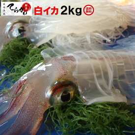 楽天市場 2k イカ 魚介類 水産加工品 食品の通販