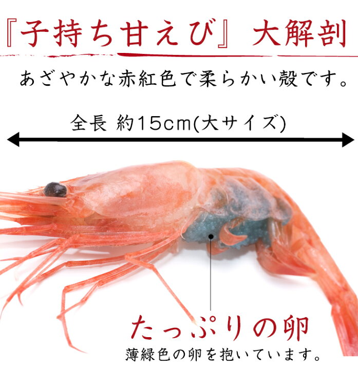 楽天市場 送料無料 指定日ok 山陰の天然 子持ち甘えび500g 大サイズ24匹 2 5人前 無添加 無着色エビ えび あまえび アマエビ 甘エビ 甘 海老 日本海 子持ち甘エビ 山陰海岸国立公園が育んだ日本海の甘えび 鮮魚てらかわ 楽天市場店