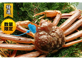 かにの本場！城崎温泉【送料無料 指定日OK 津居山港産】高級ギフト 超希少！活松葉がに　特大(1.3kg以上サイズ) 活松葉ガニ 松葉がに 津居山ガニ まつばがに 松葉カニ 松葉ガニ 日本海 松葉蟹 未冷凍 かに ずわいがに ズワイガニ ギフト お歳暮　津居山カニ