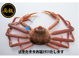 かにの本場！城崎温泉 【送料無料 指定日OK 活け松葉ガニ 津居山港産】特大(1kg以上サイズ)1匹入 活松葉がに 活松葉ガニ 松葉がに 津居山ガニ まつばがに 松葉カニ 松葉ガニ 日本海 松葉蟹 未冷凍 かに ずわいがに ズワイガニ ギフト お歳暮　津居山カニ