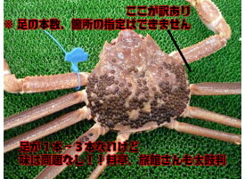 かにの本場！城崎温泉【送料無料 指定日OK 活け松葉ガニ 津居山港産】特大(1kg以上サイズ) 活松葉がに 活松葉ガニ 松葉がに 津居山ガニ まつばがに 松葉カニ 松葉ガニ 松葉蟹 未冷凍 かに ずわいがに ズワイガニ ギフト お歳暮　津居山カニ 日本海