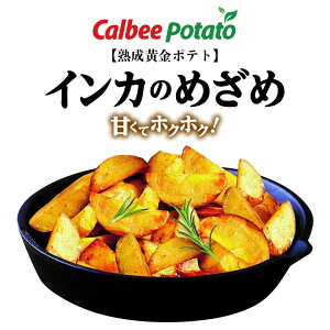 n|eg CĴ߂ 250g  Jr[ |egtC Ⓚ W ȒP  y ܂ CJ Ⴊ n yY 蕨 Mtg