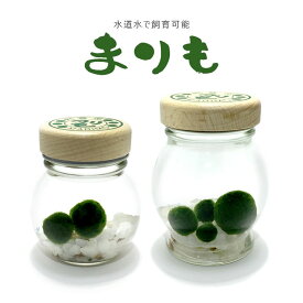 【マラソン期間限定8月11日まで200円OFF】まりも 育成セット 北海道限定 ガラス瓶入り 苔玉 観賞用 インテリア植物 小型アクアリウム 水道水OK メンテナンス簡単 おしゃれ ギフト プレゼント 送料無料