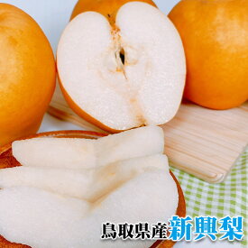 梨 新興梨 秀品 5kg 中ー大玉 送料無料 鳥取県産 新興梨 秀品 5kg 6-12玉入 大玉 お試し しんこうなし 梨 お歳暮