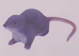 フルタ　チョコエッグ　日本の動物コレクション　第5弾　124　カワネズミ【中古】