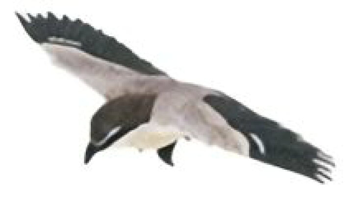 楽天市場 フルタ チョコエッグ 動物シリーズ鳥編 12 モズ 中古 宇宙戦艦ヤマダ